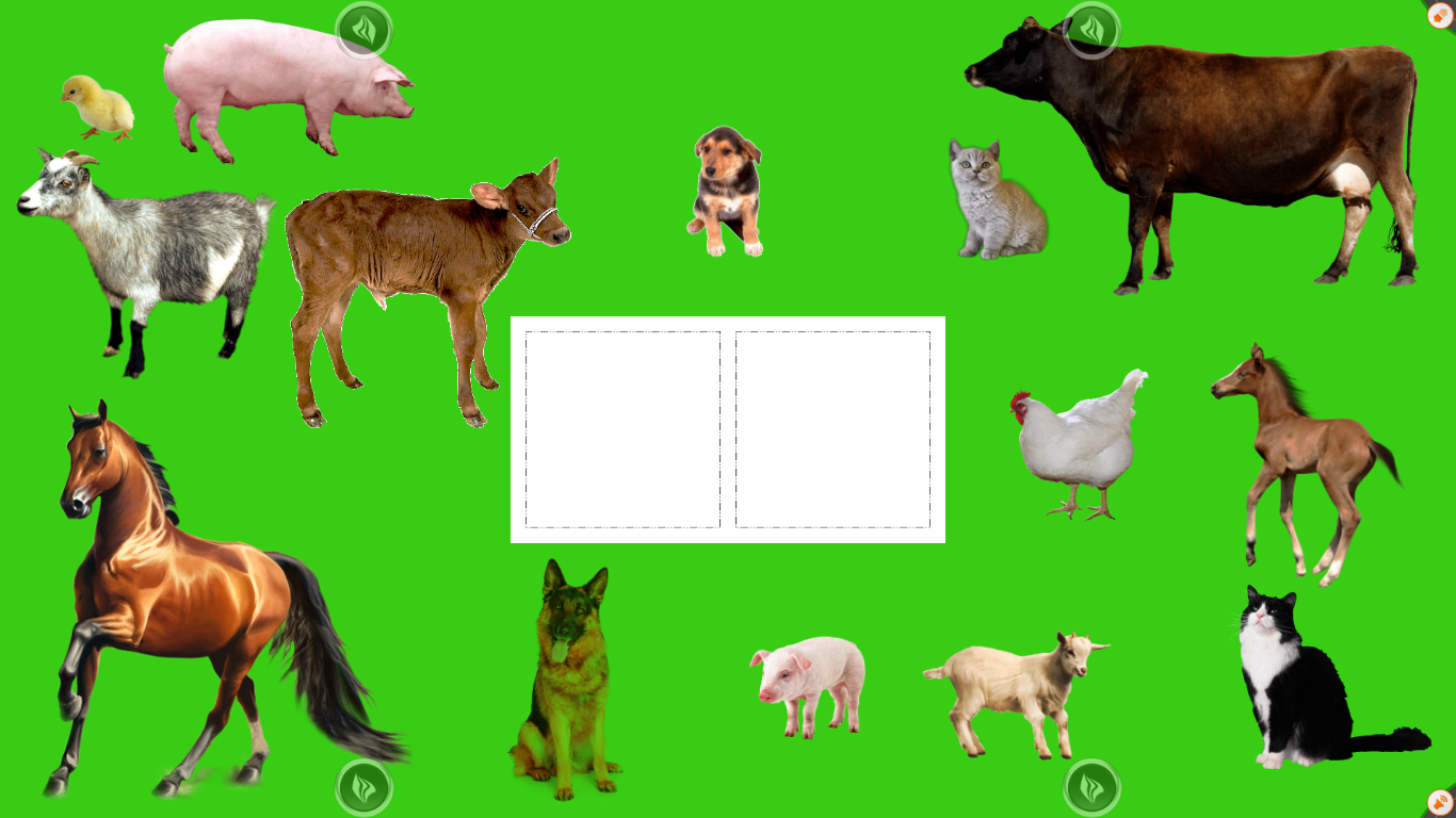 Домашние животные и их детёныши